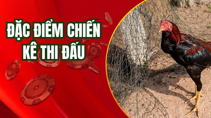 Đặc điểm của các chiến kê trong trận đá gà Singapore