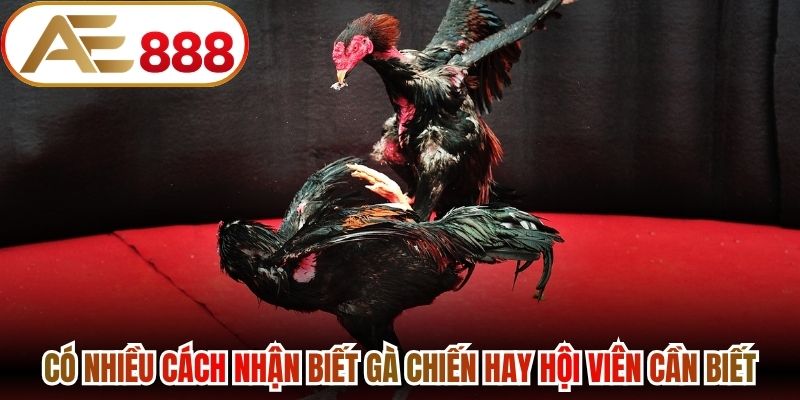 Có nhiều cách nhận biết gà chiến hay hội viên cần biết