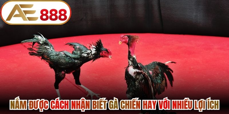 Nắm được cách nhận biết gà chiến hay với nhiều lợi ích