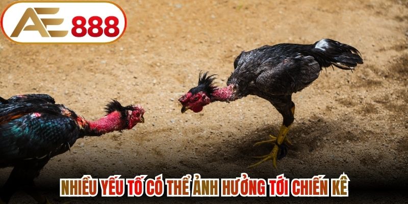 Nhiều yếu tố có thể ảnh hưởng tới chiến kê
