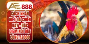 Cách Nhận Biết Gà Chiến Hay - Đặc Điểm Nổi Bật Cùng AE888
