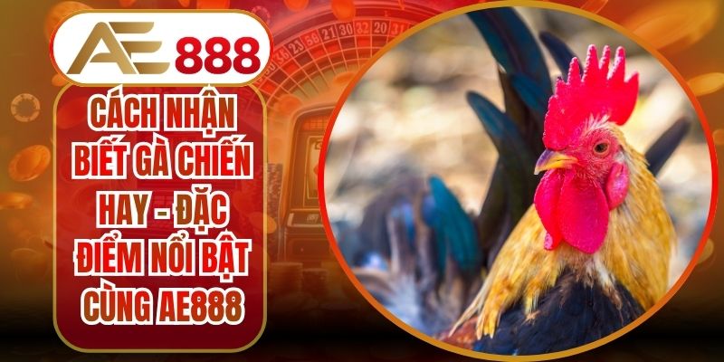 Cách Nhận Biết Gà Chiến Hay - Đặc Điểm Nổi Bật Cùng AE888