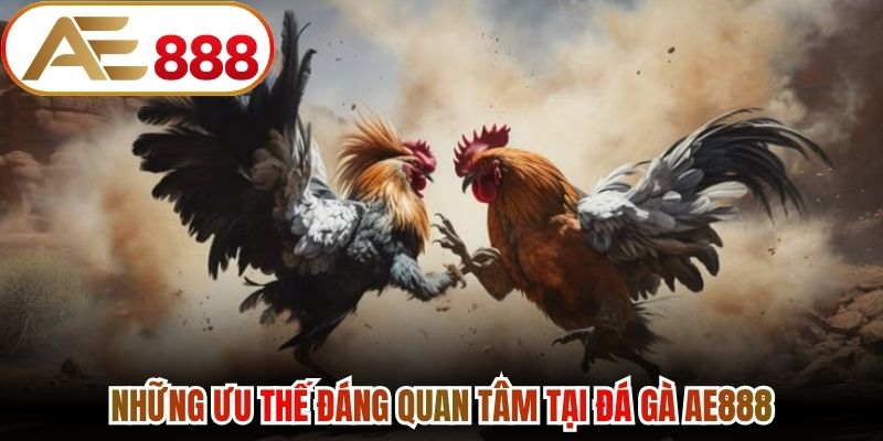 Những ưu thế đáng quan tâm tại đá gà AE888