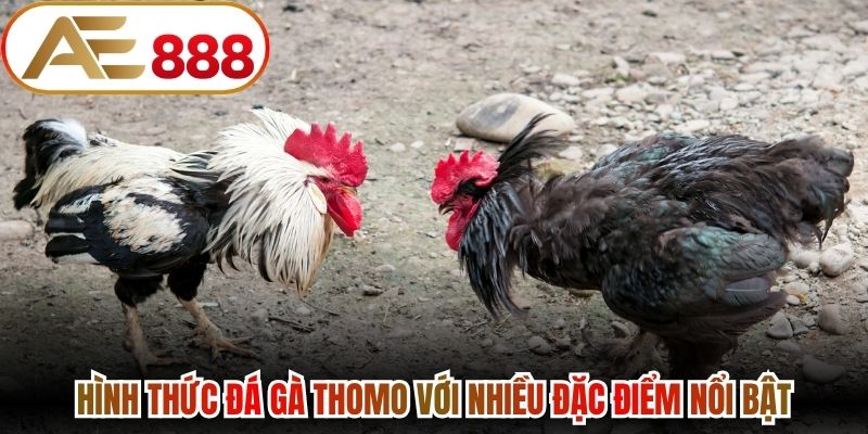 Hình thức đá gà Thomo với nhiều đặc điểm nổi bật