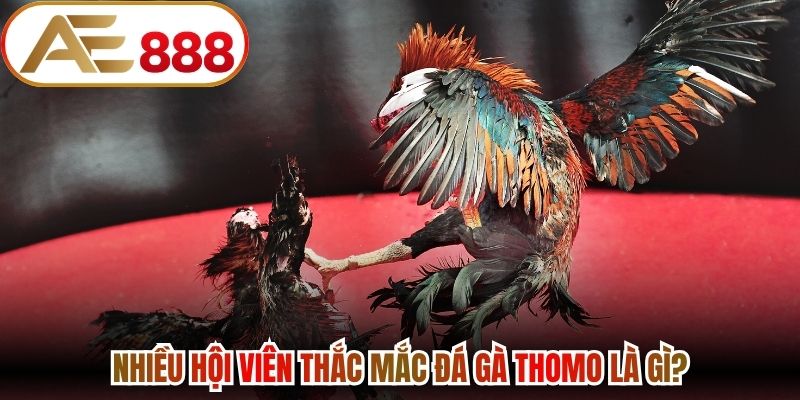 Nhiều hội viên thắc mắc Đá gà Thomo là gì?