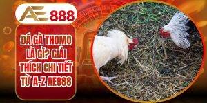 Đá Gà Thomo Là Gì? Giải Thích Chi Tiết Từ A-Z AE888