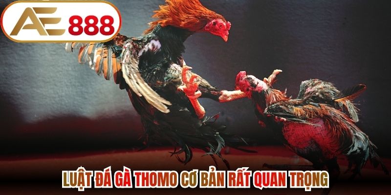 Luật đá gà Thomo cơ bản rất quan trọng