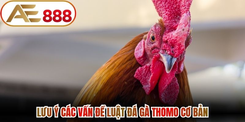 Lưu ý các vấn đề luật đá gà Thomo cơ bản