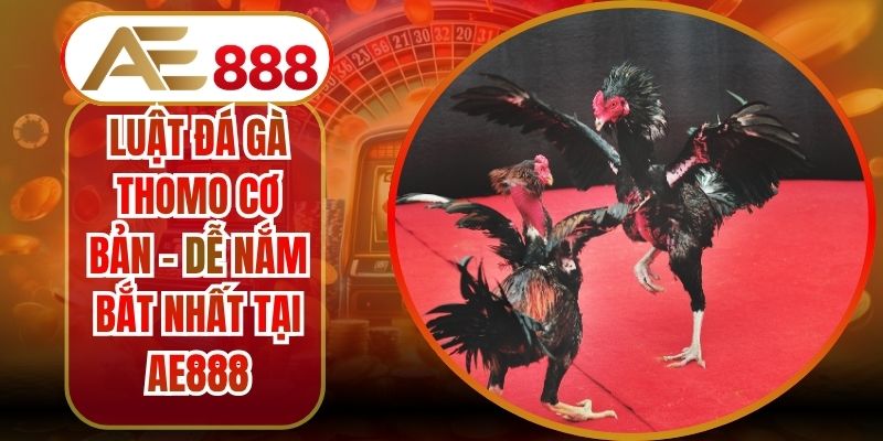 Luật Đá Gà Thomo Cơ Bản - Dễ Nắm Bắt Nhất Tại AE888